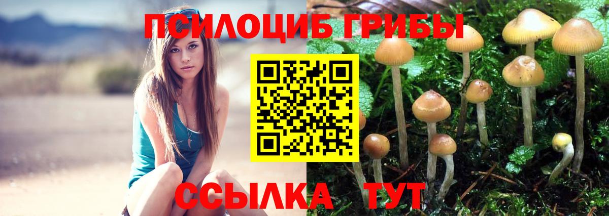 Новокубанск  продажа наркотиков  Вход с VPN  Псилоцибиновые грибы Magic Shrooms  Галлюциногенные грибы Psilocybine cubensis 
